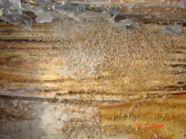 ��(zhu��n)�I(y��)��ρ����