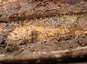 ���ڰ�ρ����